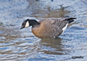 Branta hutchinsii